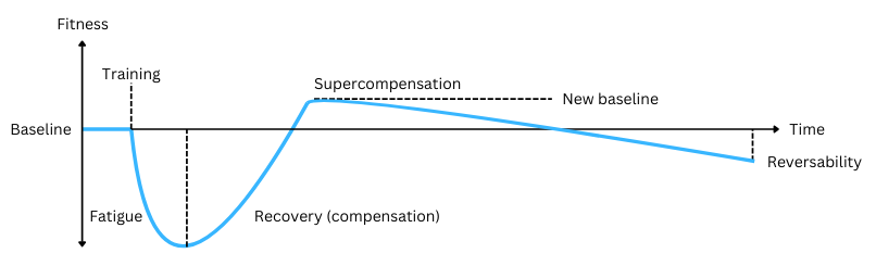 Chart illustrating training, fatigue, recovery, supercompensation and reversability
